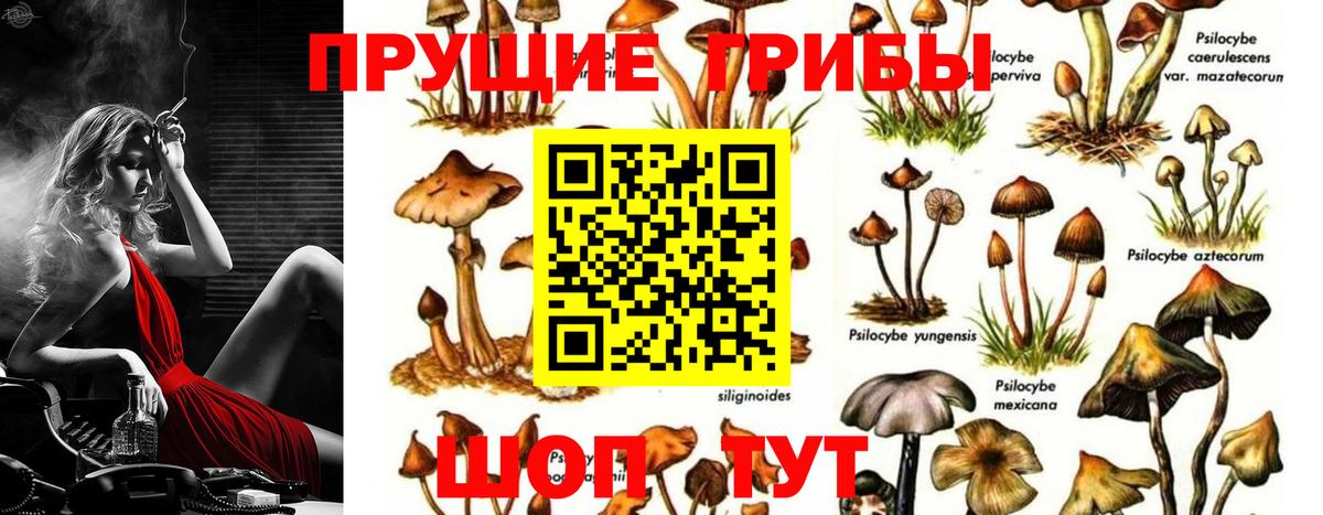 Псилоцибиновые грибы Cubensis Каменка